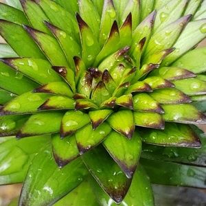 Meet your Posher, Brock